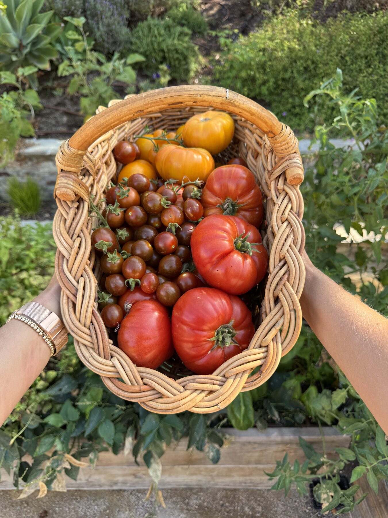 A woven basket held up, overflowing with heirloom tomatoes and cherry tomatoes
