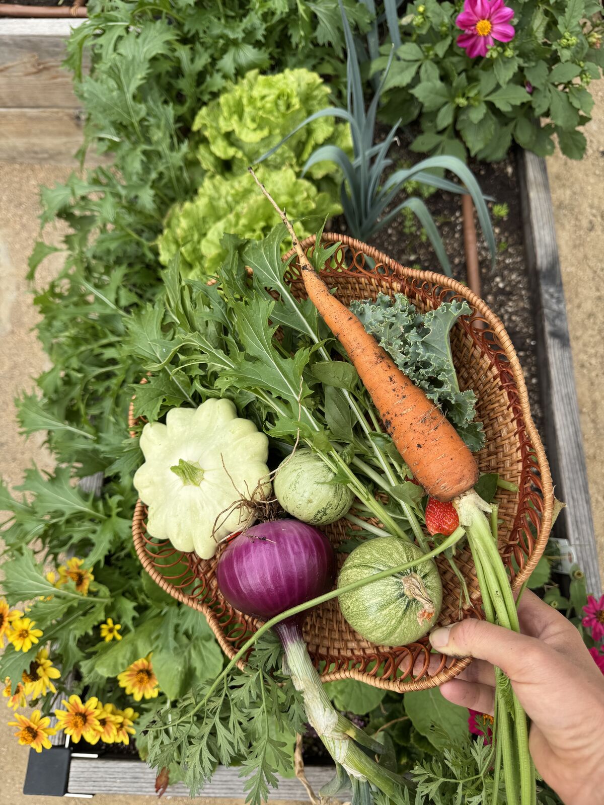 A basket held up with squash, an onion, and a carrot