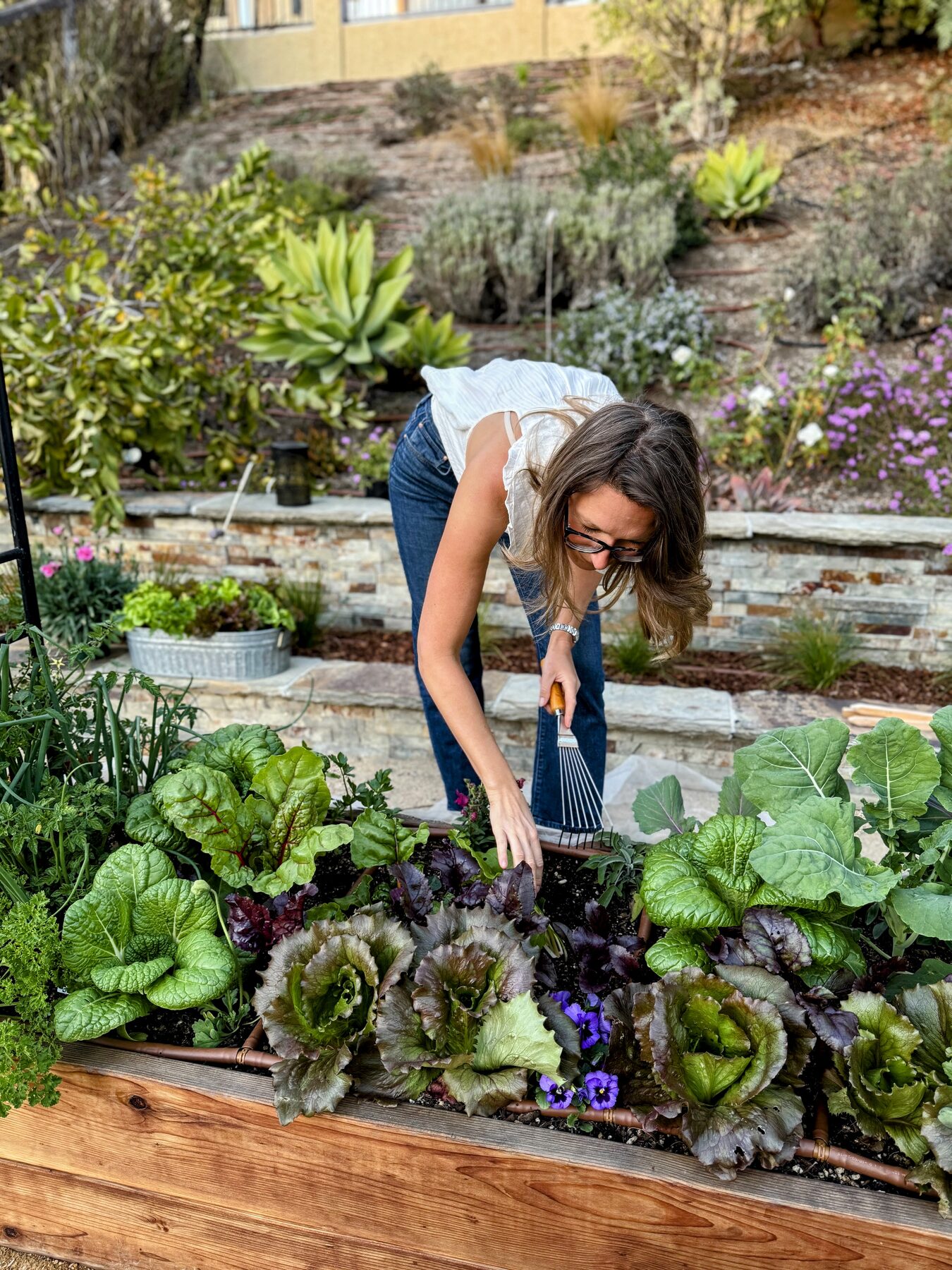 Marynika using a hand rake to tend a raised bed of chard and lettuce