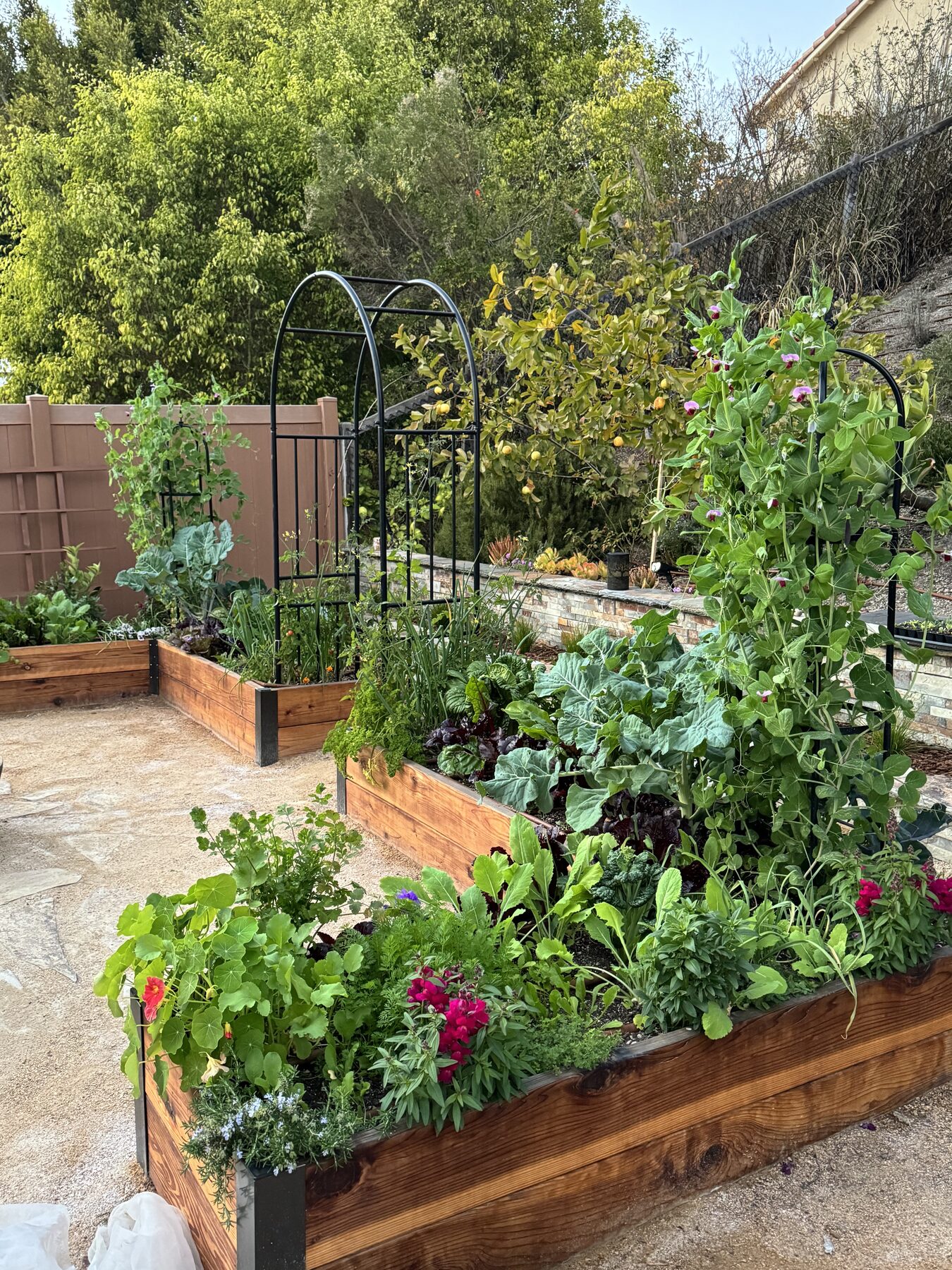 Raised cedar beds with arch trellises, a lemon tree, and a stacked-stone wall