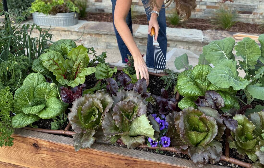 A hand reaching into a full raised bed of lettuce and greens with a rake nearby
